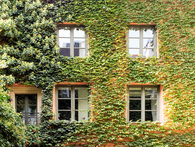 Las hiedras en las fachadas de las casas ha ganado enorme protagonismo con la conciencia sobre lo natural y la eficiencia