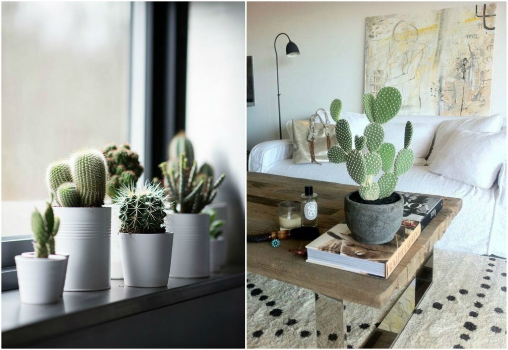 La moda de los cactus - Ideas de decoración con cactus