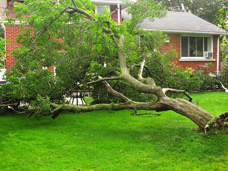 Arbre caigut