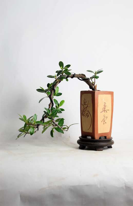 decoración zen bonsai